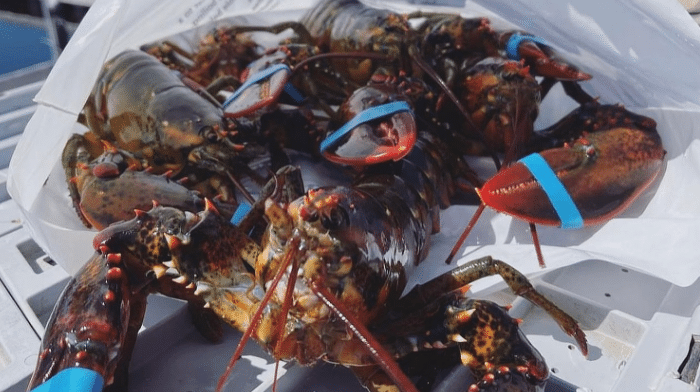 Rocky Neck Lobster Co. Expands Global Reach with Food Export Support